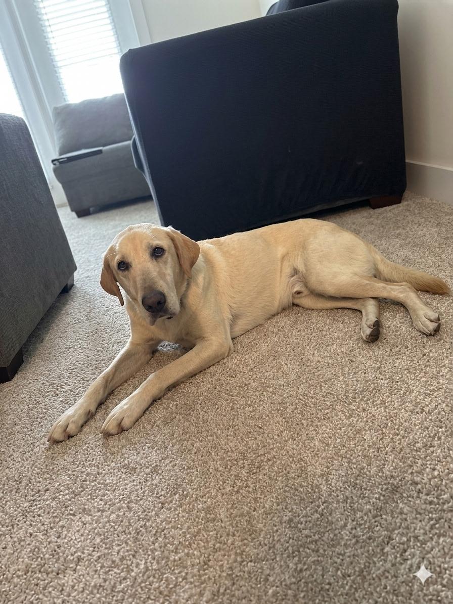 Enlarge Charm/Lyla, a ADOPTABLE Labrador Retriever in Wilmington, NC image 2/3