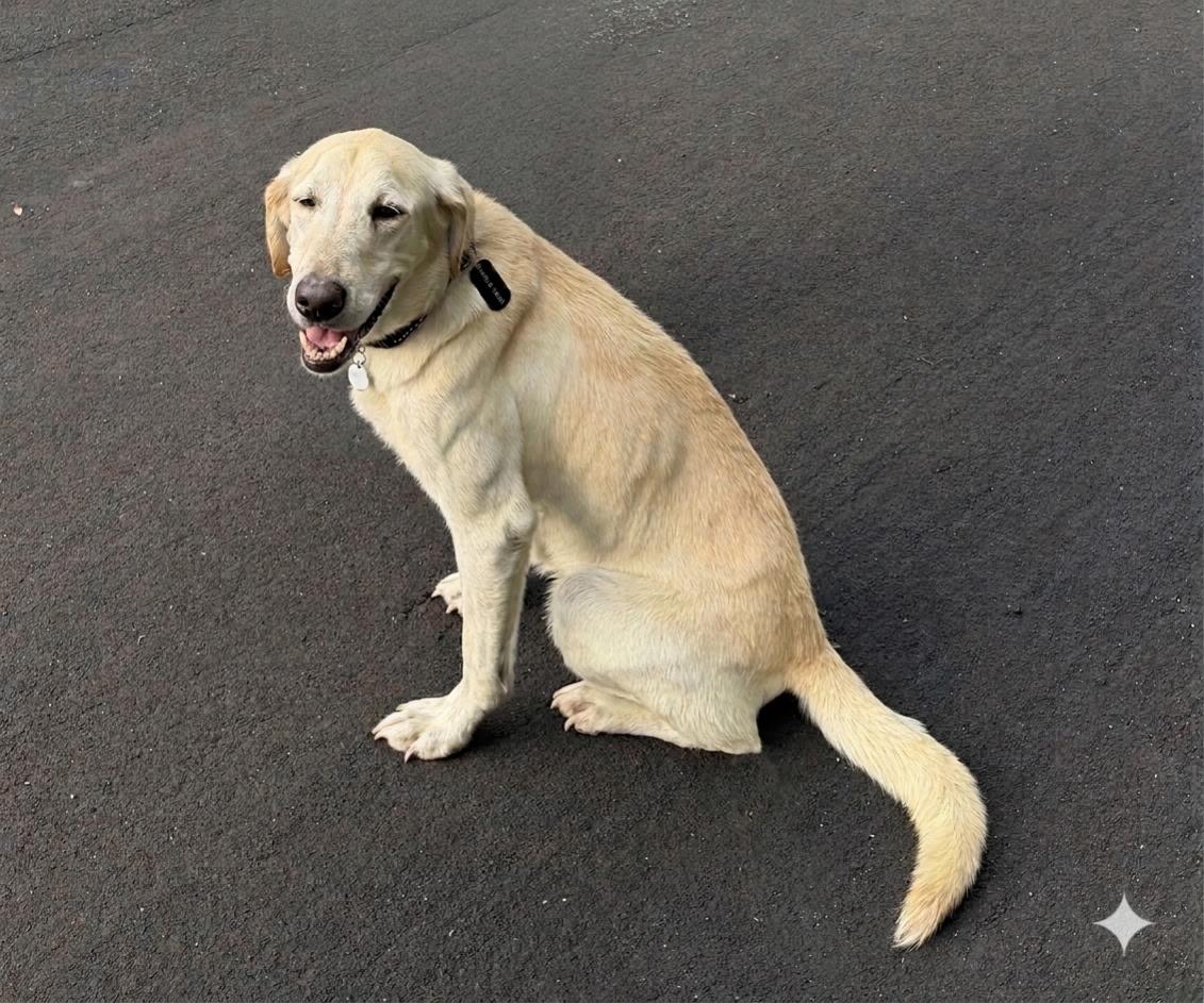 Charm/Lyla, ADOPTABLE, Adult Female Labrador Retriever.