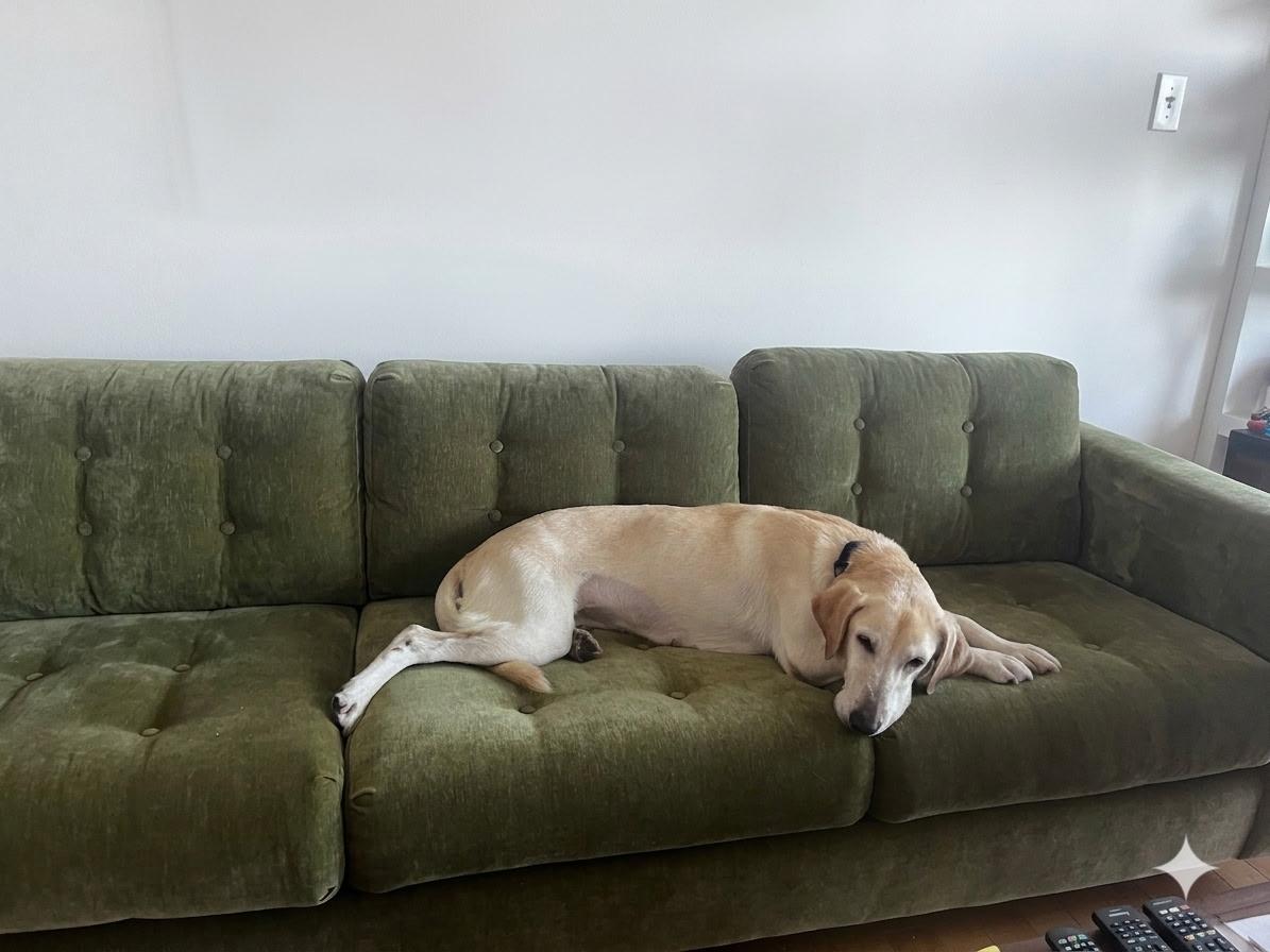 Enlarge Charm/Lyla, a ADOPTABLE Labrador Retriever in Wilmington, NC image 3/3
