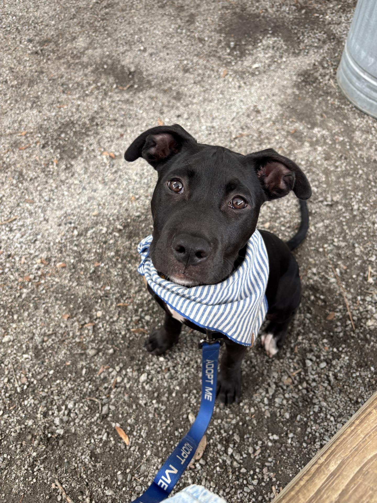 Enlarge Rye, a ADOPTABLE mixed breed in charleston, SC image 1/1