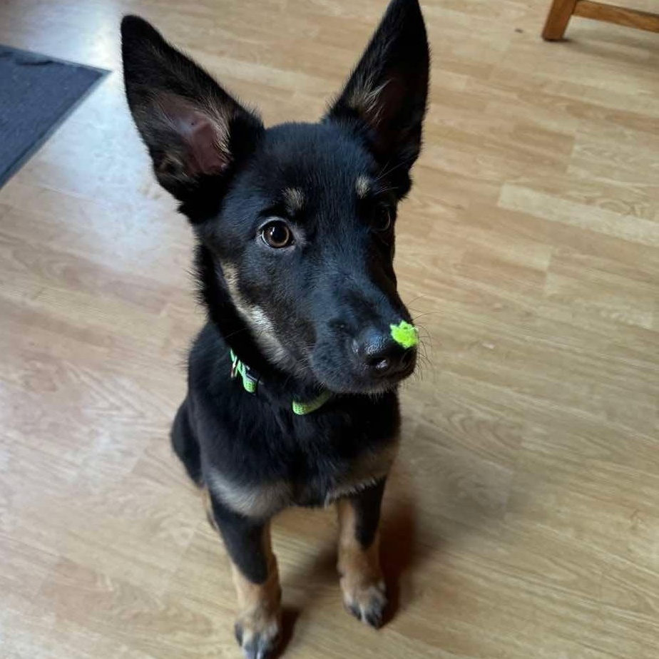 Callahan, ADOPTABLE, Adult Male Australian Kelpie & Australian Cattle Dog / Blue Heeler.