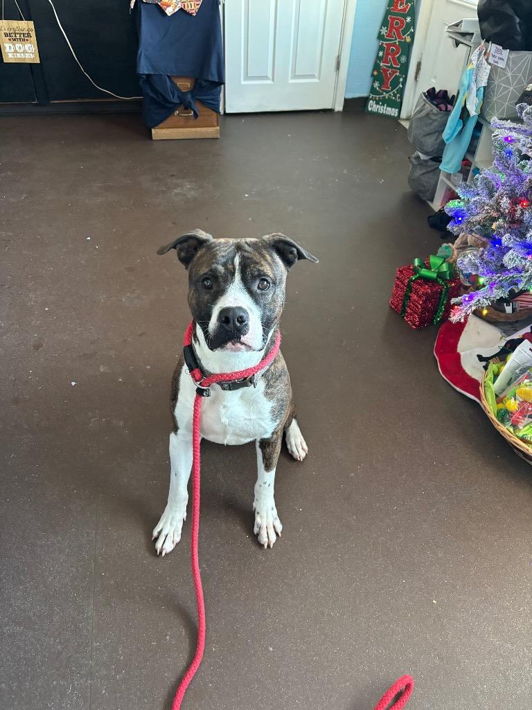 Winston, Adoptable, Adult Male Boxer & American Bulldog.