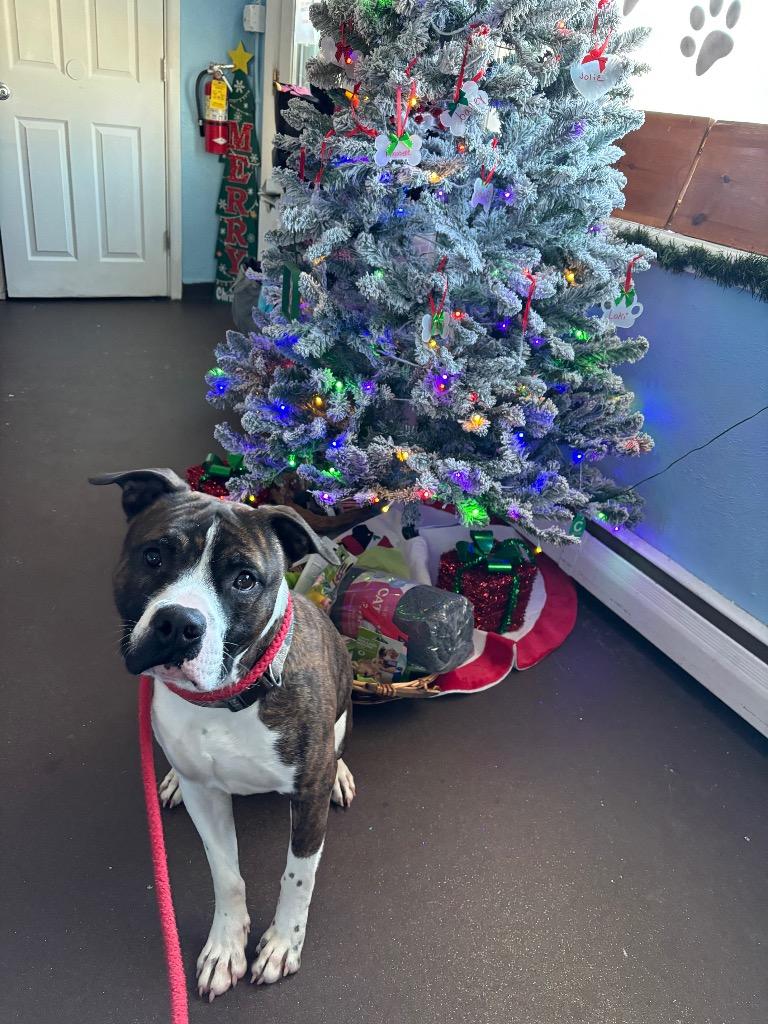 Winston, a Adoptable mixed breed in Port Jervis, NY image 2/6