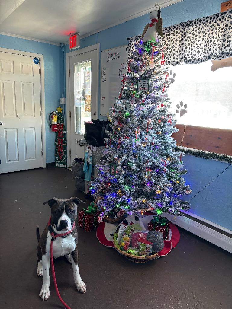 Winston, a Adoptable mixed breed in Port Jervis, NY image 3/6