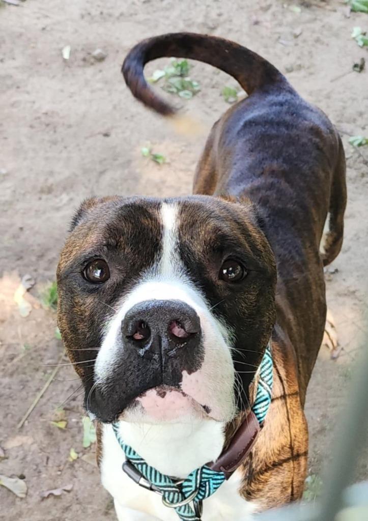 Winston, a Adoptable mixed breed in Port Jervis, NY image 4/6