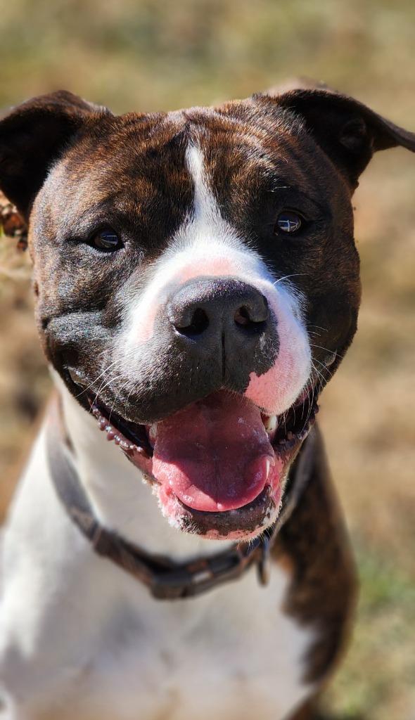 Winston, a Adoptable mixed breed in Port Jervis, NY image 5/6