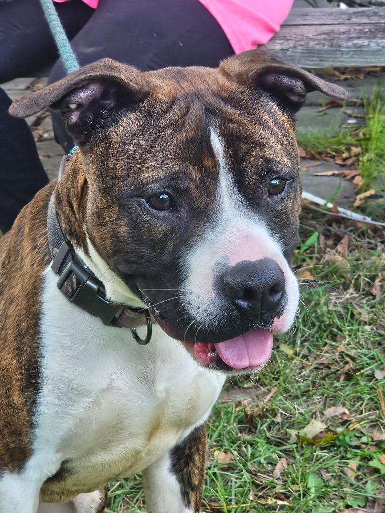 Winston, a Adoptable mixed breed in Port Jervis, NY image 6/6