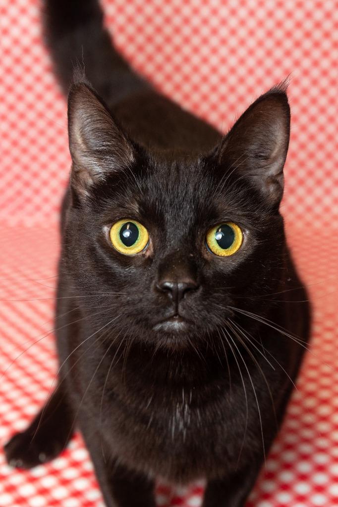 ANNIE, Adoptable, Young Female Domestic Short Hair.