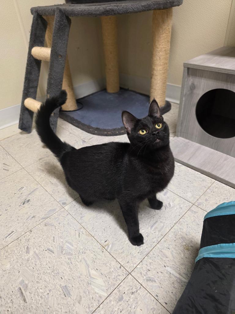 Enlarge ANNIE, a Adoptable mixed breed in Sandusky, OH image 1/1