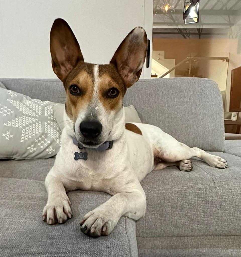 Enlarge Lola, a Adopted mixed breed in San Juan de Abajo, NAY image 1/2