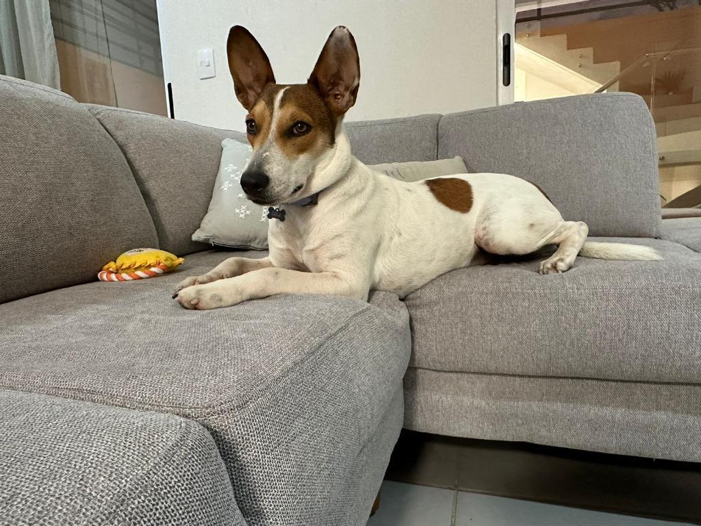 Enlarge Lola, a Adopted mixed breed in San Juan de Abajo, NAY image 2/2