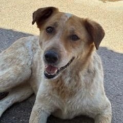 Haven, ADOPTABLE, Adult Female Cattle Dog.