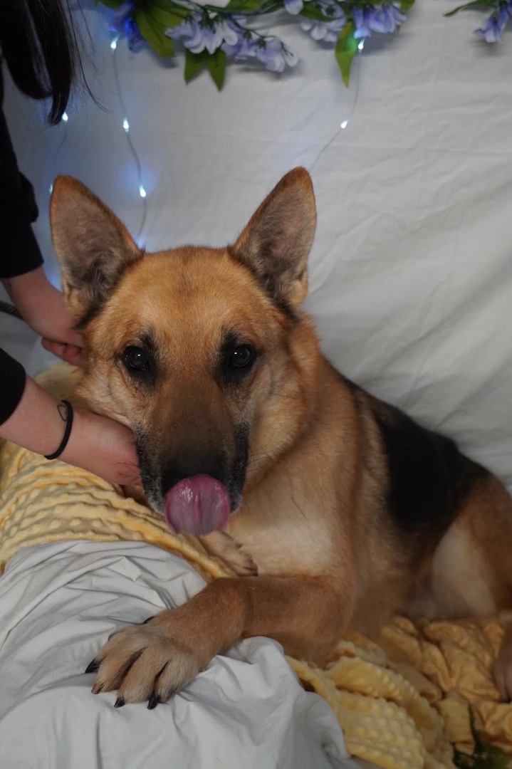 Enlarge Diego, a Adoptable German Shepherd Dog in fennville, MI image 1/4