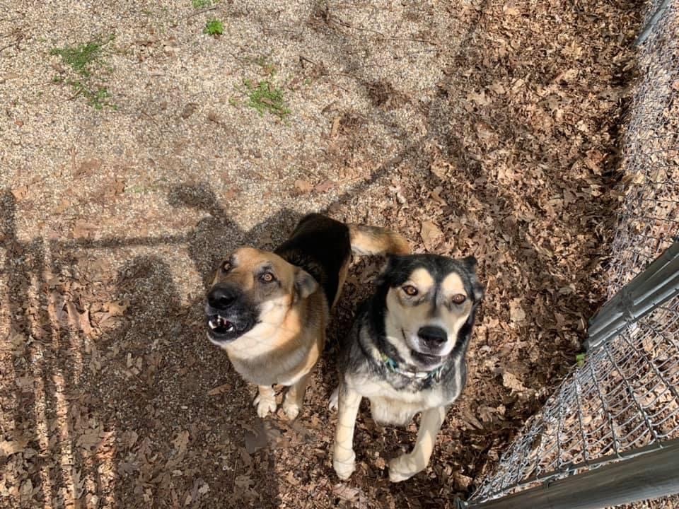 Enlarge Diego, a Adoptable German Shepherd Dog in fennville, MI image 2/4