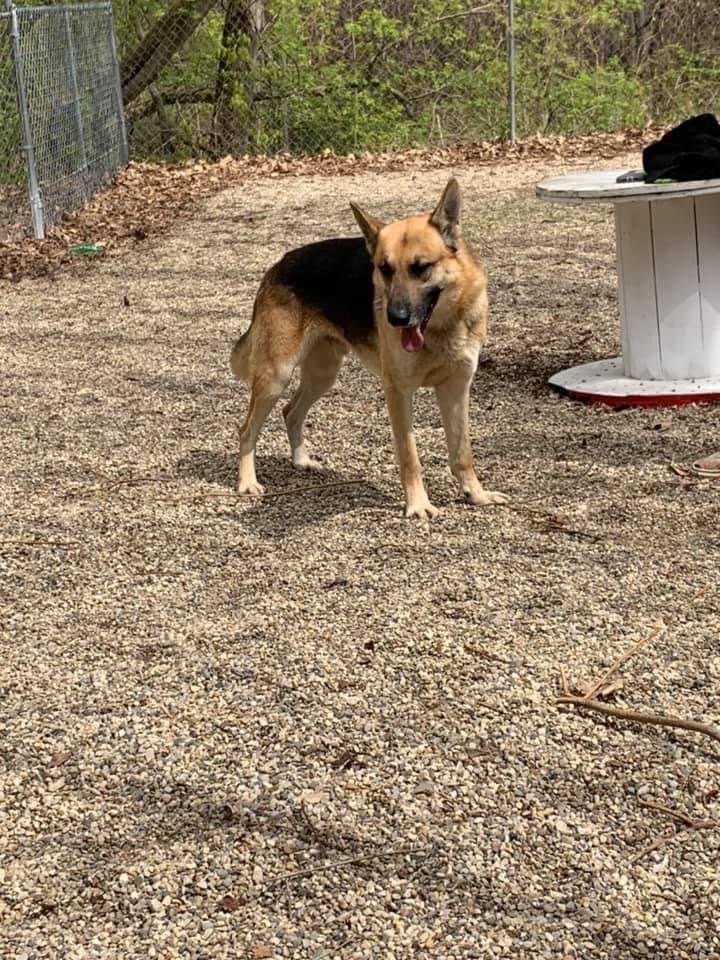 Enlarge Diego, a Adoptable German Shepherd Dog in fennville, MI image 4/4