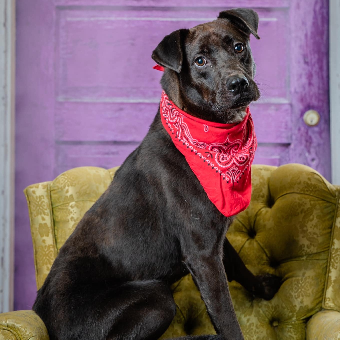 Diesel Coble (CONC-A-124), a Adoptable Mixed Breed in Concord, NC image 1/6