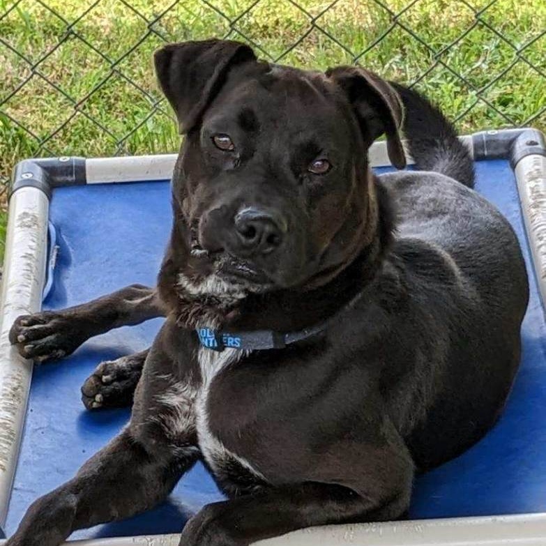 Diesel Coble (CONC-A-124), a Adoptable Mixed Breed in Concord, NC image 3/6