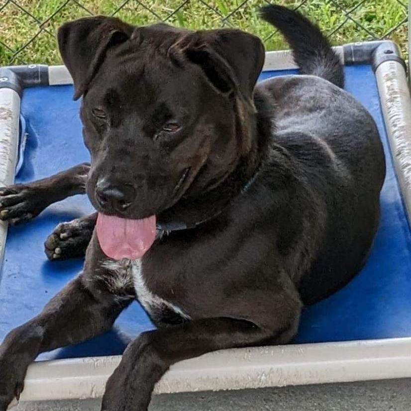 Diesel Coble (CONC-A-124), a Adoptable Mixed Breed in Concord, NC image 4/6