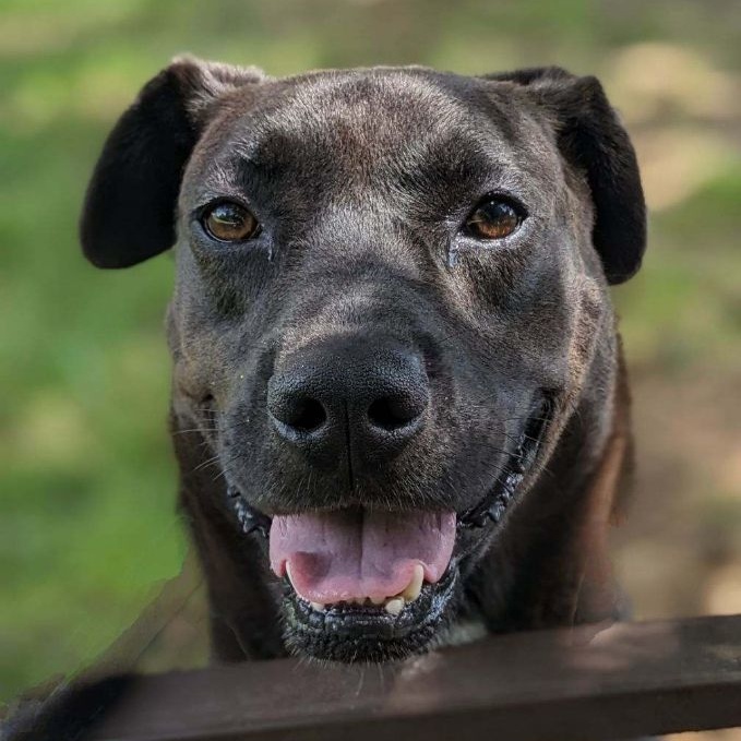 Diesel Coble (CONC-A-124), a Adoptable Mixed Breed in Concord, NC image 5/6