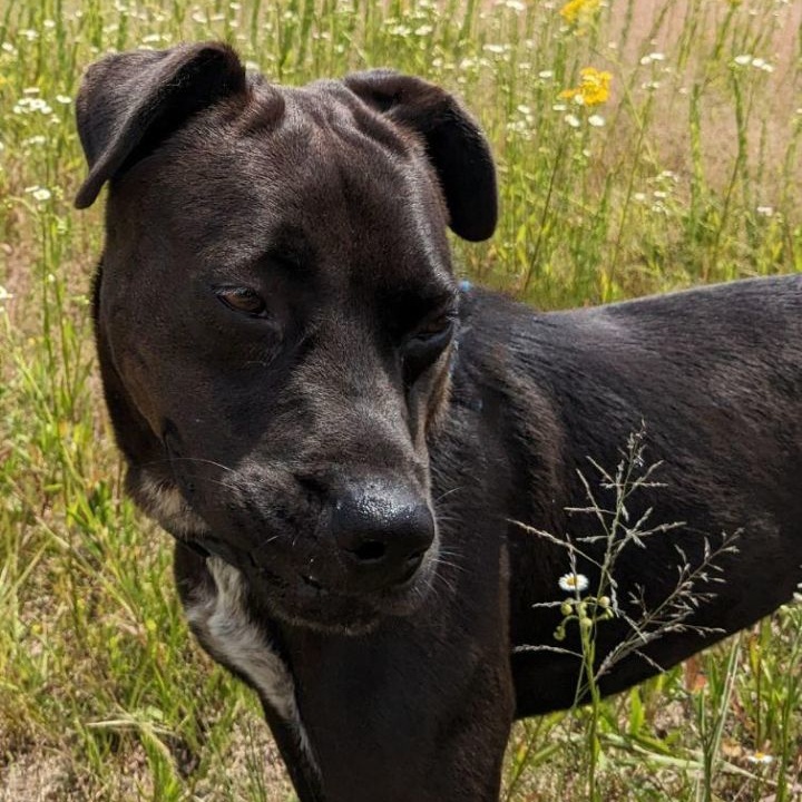 Diesel Coble (CONC-A-124), a Adoptable Mixed Breed in Concord, NC image 6/6