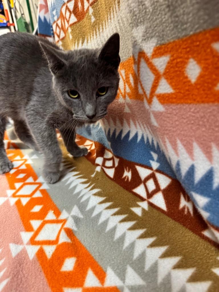 Bryant, Adoptable, Young Male Domestic Short Hair.