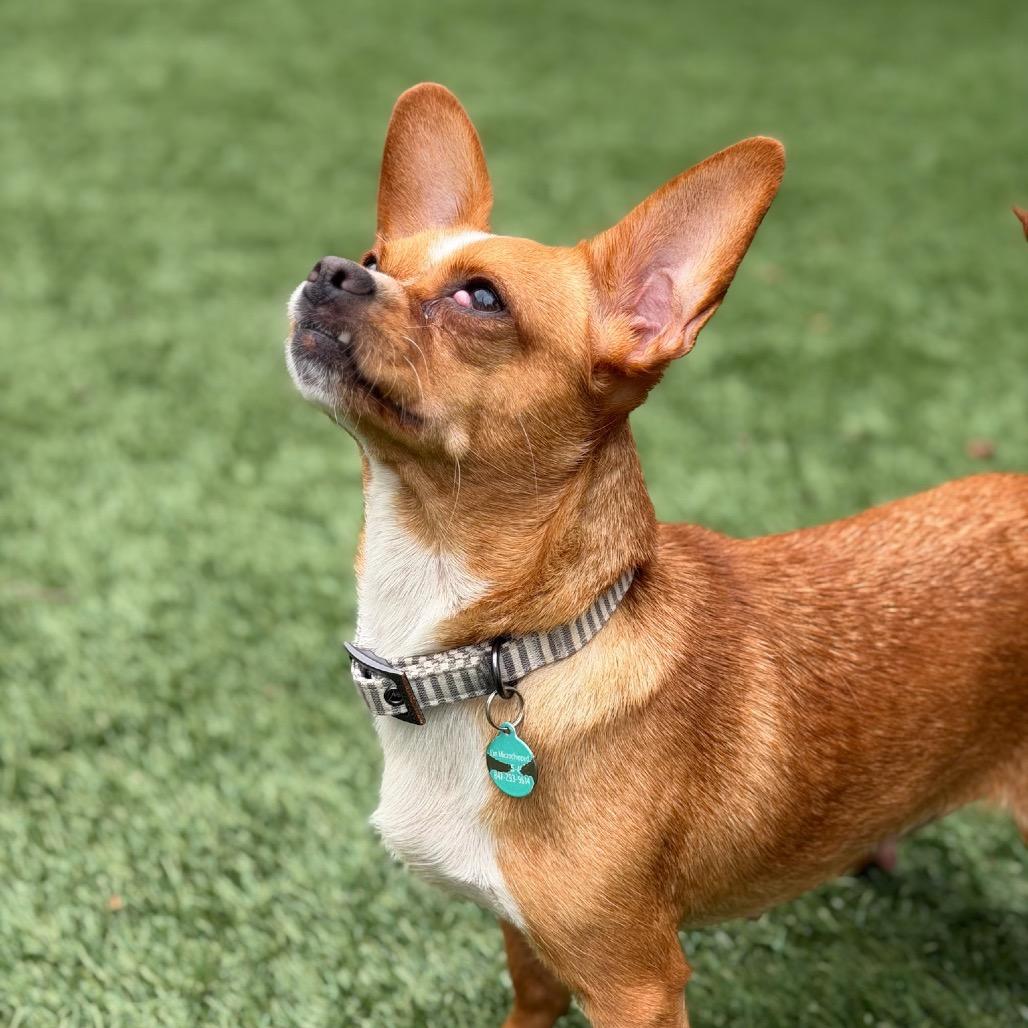 Trudy, a Adoptable Chihuahua in North Hollywood, CA image 1/6