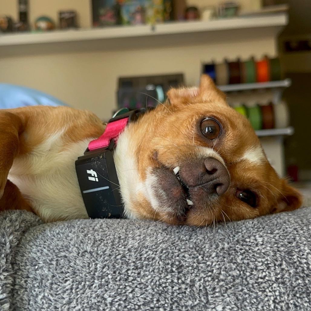 Trudy, a Adoptable Chihuahua in North Hollywood, CA image 1/6