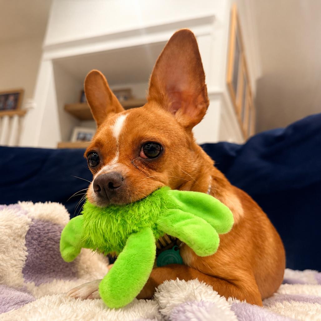 Trudy, a Adoptable Chihuahua in North Hollywood, CA image 2/6