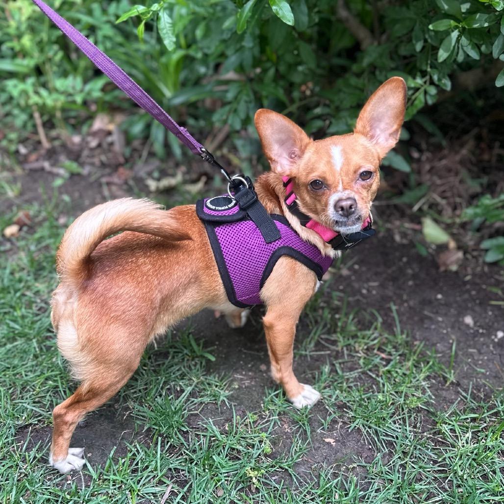 Trudy, a Adoptable Chihuahua in North Hollywood, CA image 3/6