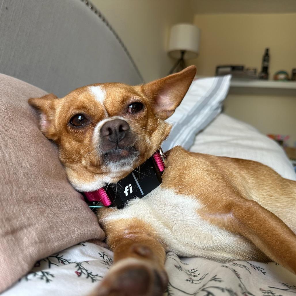 Trudy, a Adoptable Chihuahua in North Hollywood, CA image 4/6