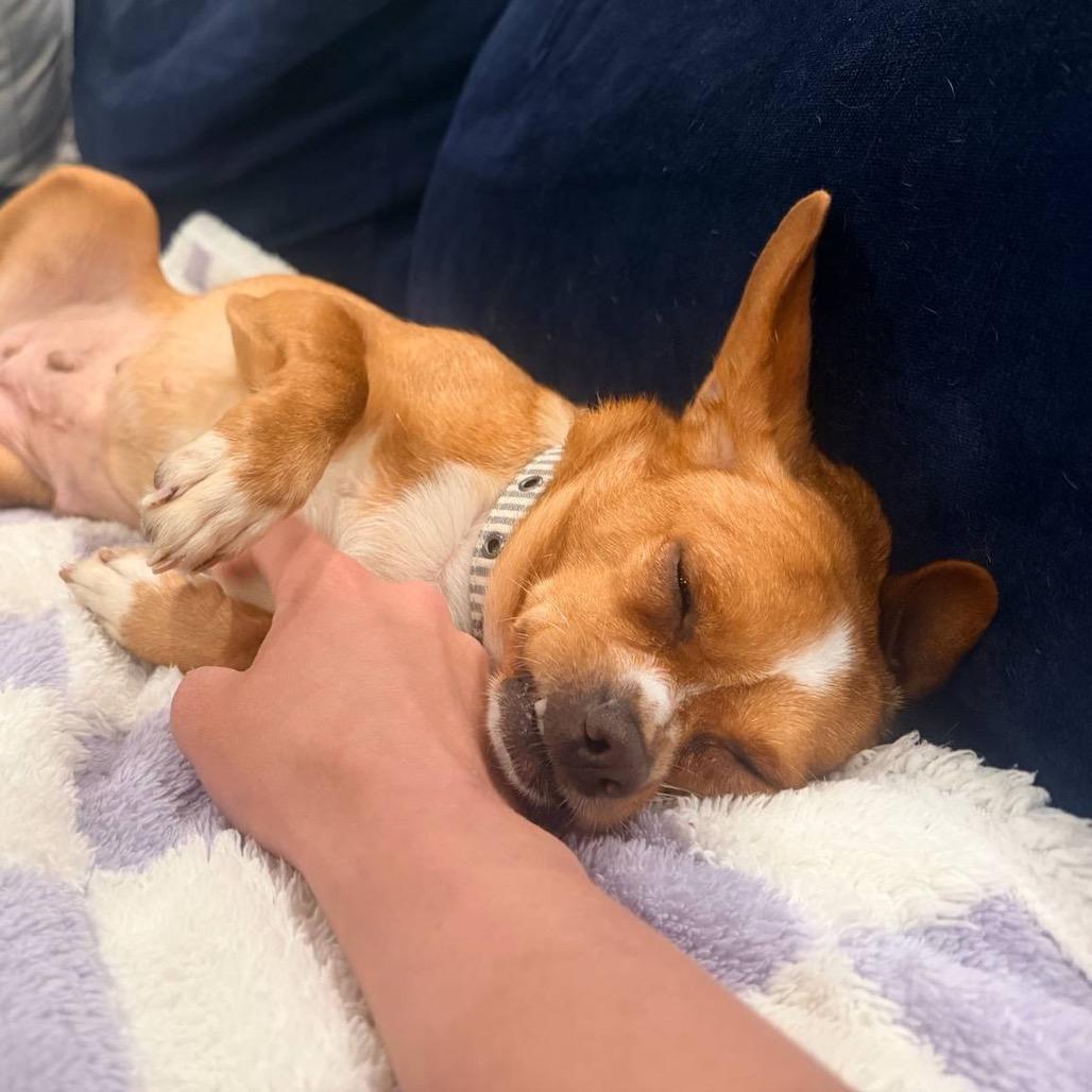 Trudy, a Adoptable Chihuahua in North Hollywood, CA image 2/6