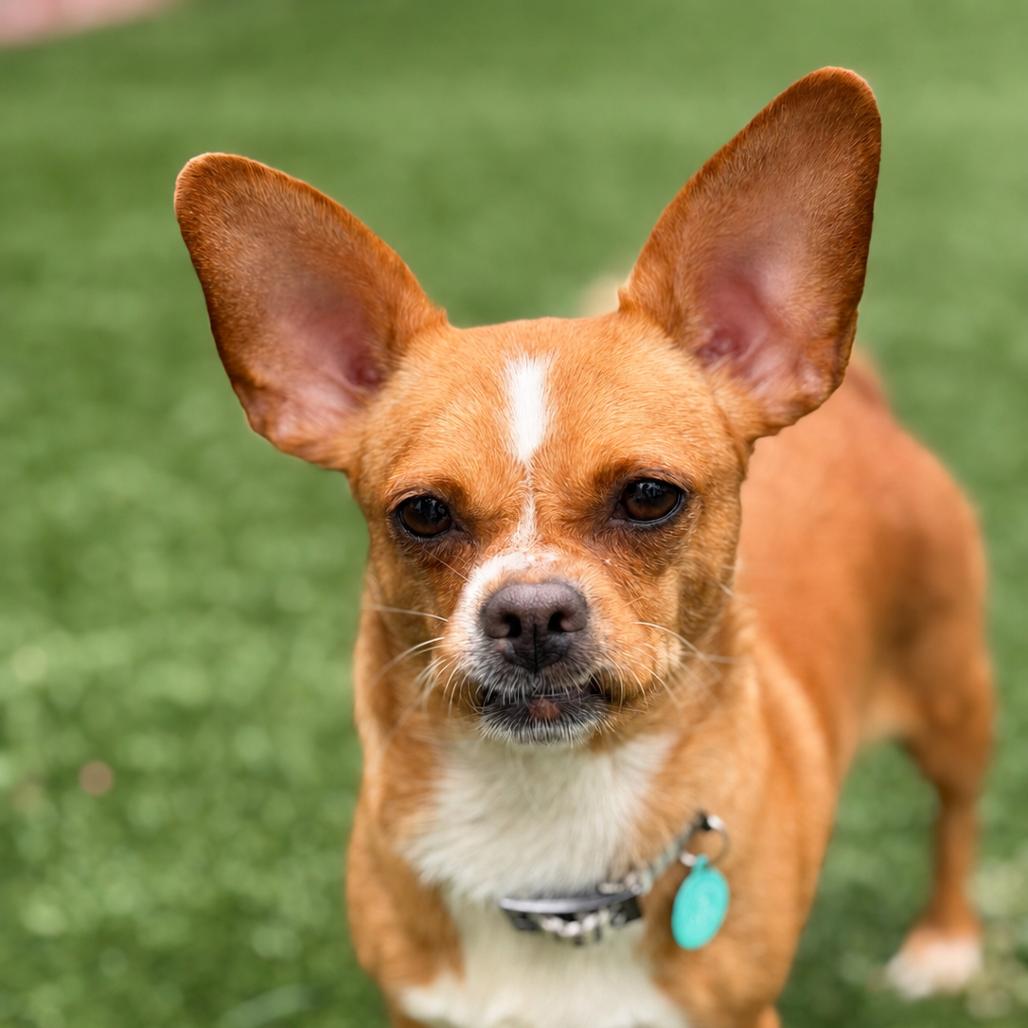 Trudy, a Adoptable Chihuahua in North Hollywood, CA image 3/6
