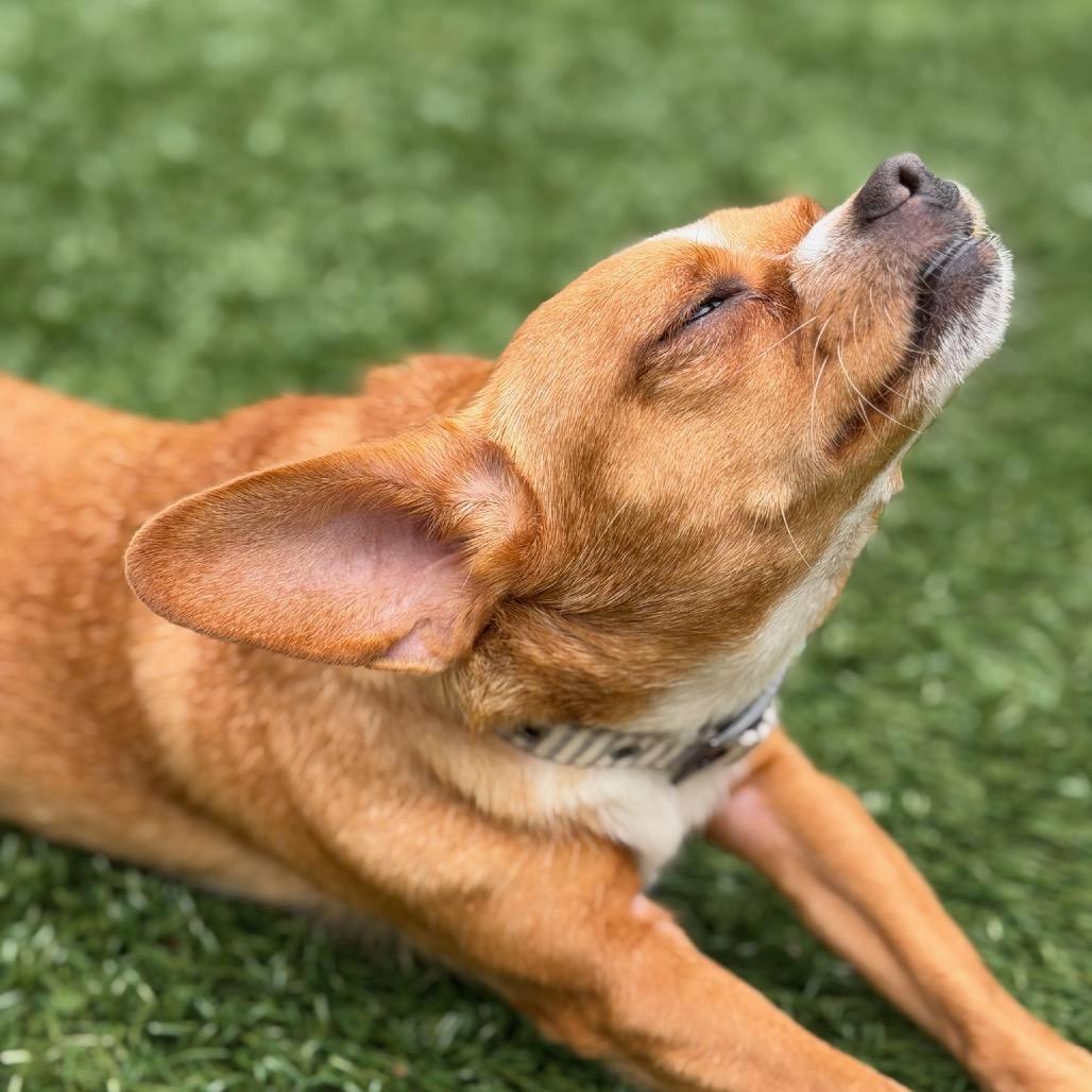 Trudy, a Adoptable Chihuahua in North Hollywood, CA image 5/6