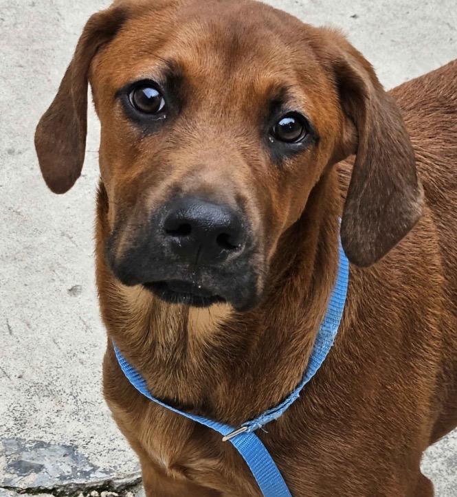 Bradley, ADOPTABLE, Young Male Mixed Breed.