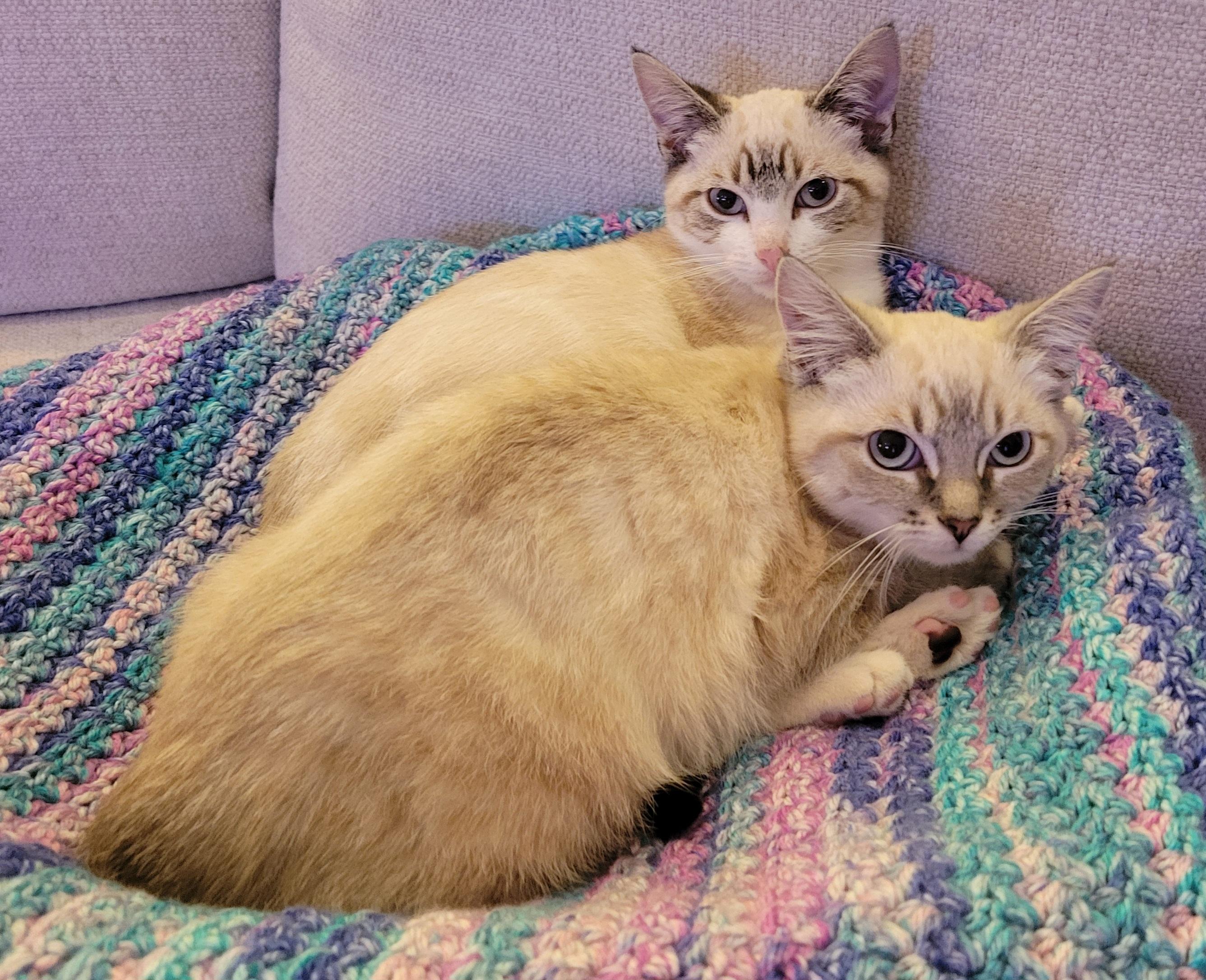 Sandy and Nautilus, Adoptable, Kitten Female Siamese.