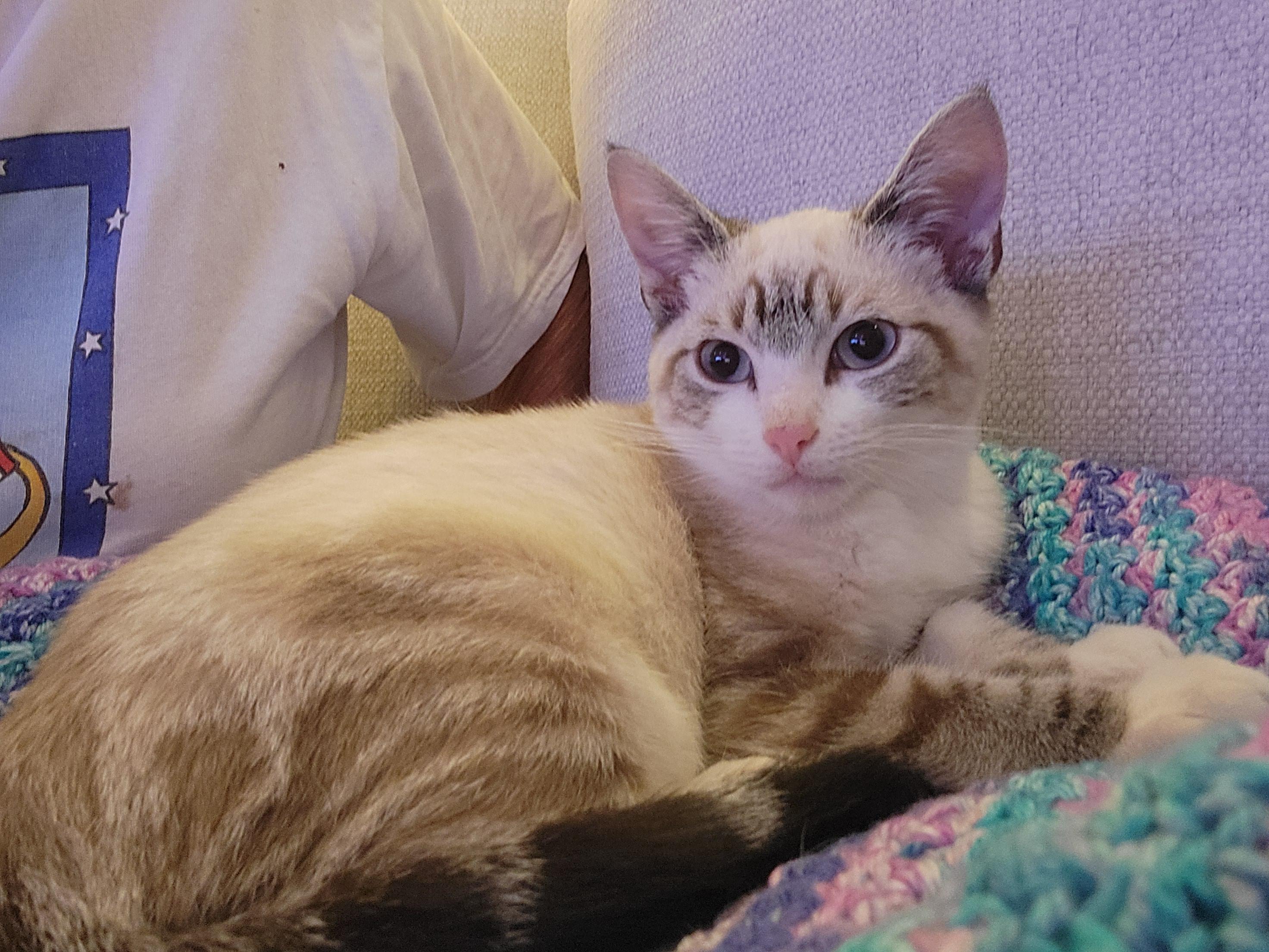 Enlarge Sandy and Nautilus, a Adoptable mixed breed in Knoxville, TN image 2/4