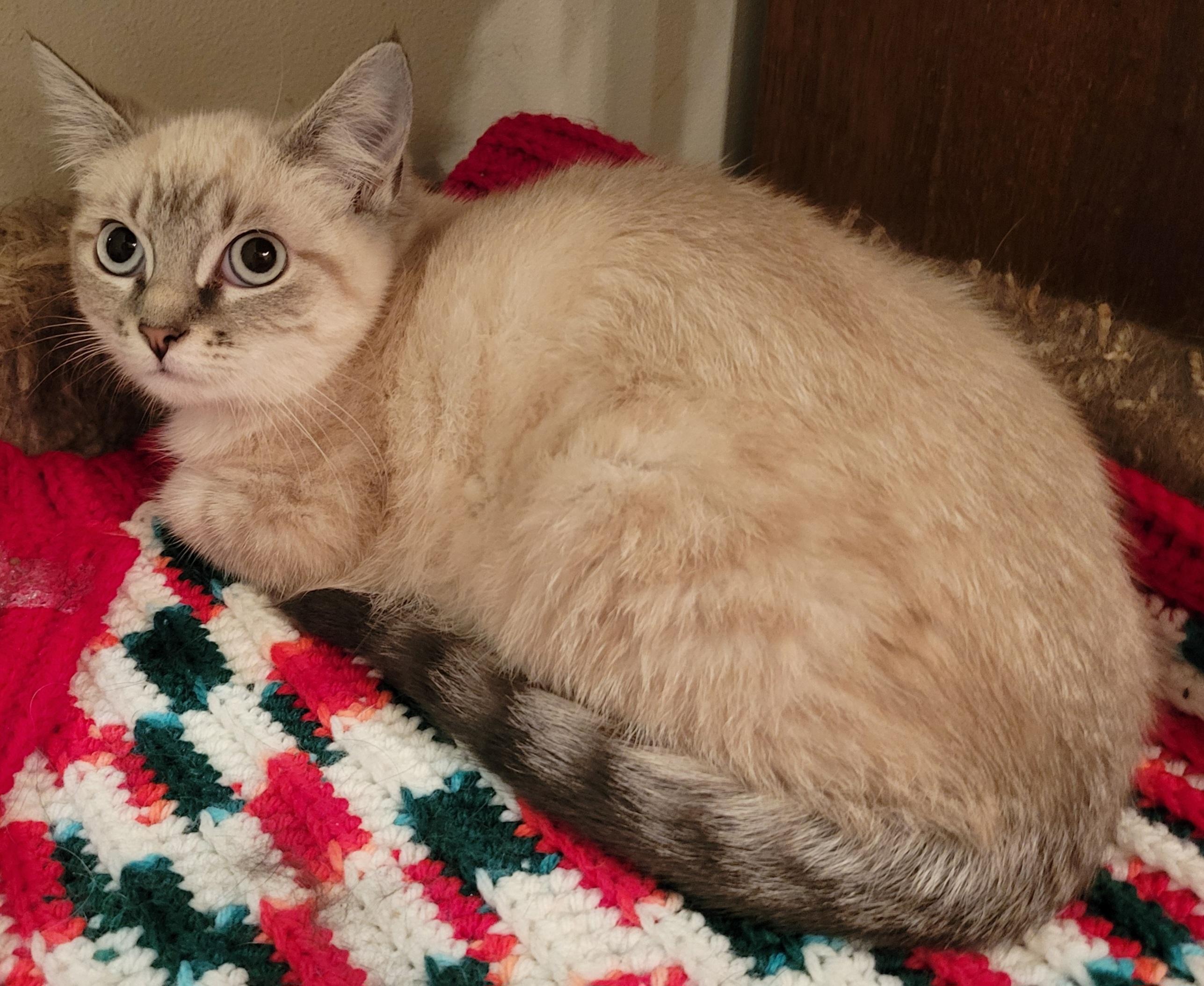 Enlarge Sandy and Nautilus, a Adoptable mixed breed in Knoxville, TN image 4/4