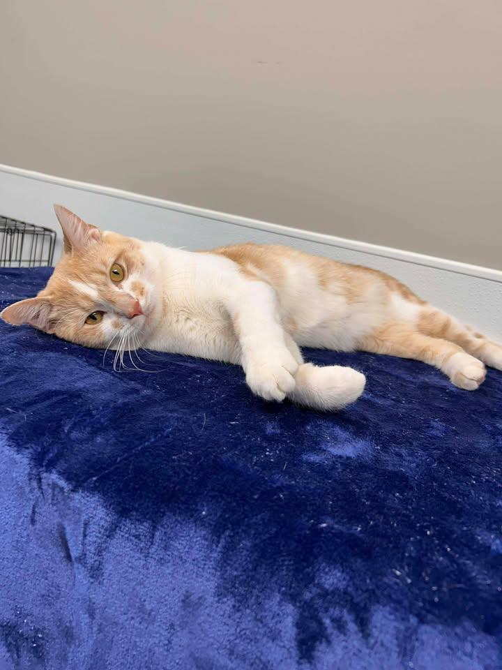 Toe Beans, adopted, Young Male Domestic Short Hair.