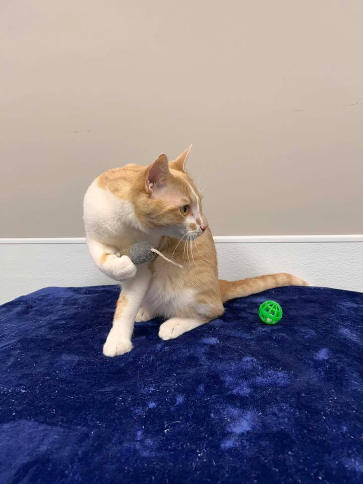 Enlarge Toe Beans, an adopted mixed breed in Shepherdsville, KY image 4/5