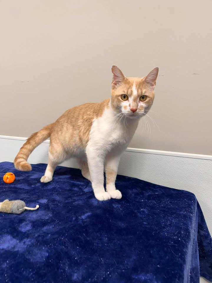 Enlarge Toe Beans, an adopted mixed breed in Shepherdsville, KY image 3/5