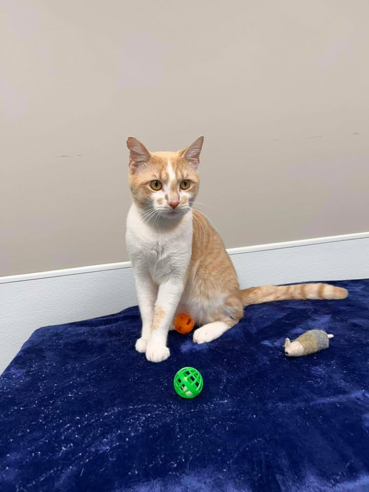 Enlarge Toe Beans, an adopted mixed breed in Shepherdsville, KY image 5/5