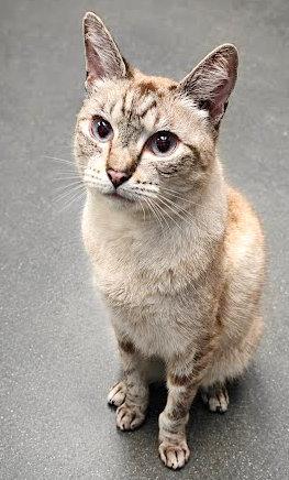 Alan, ADOPTABLE, Adult Male Siamese.