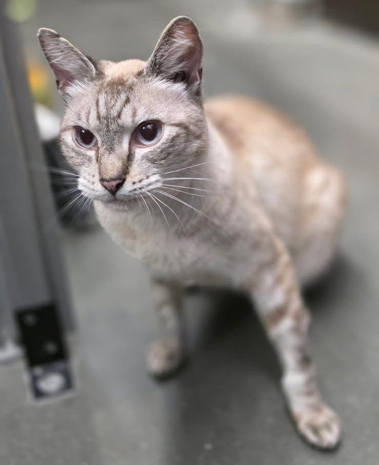 Enlarge Alan, a ADOPTABLE Siamese in Hilton Head Island, SC image 2/3
