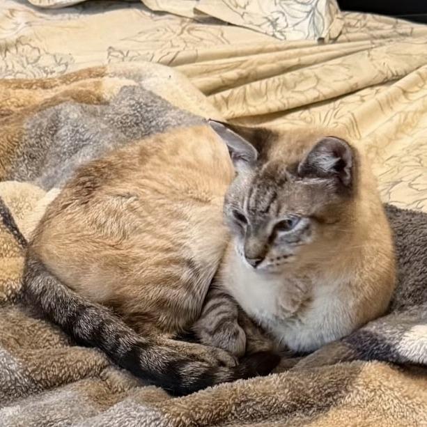 Enlarge Alan, a ADOPTABLE Siamese in Hilton Head Island, SC image 3/3