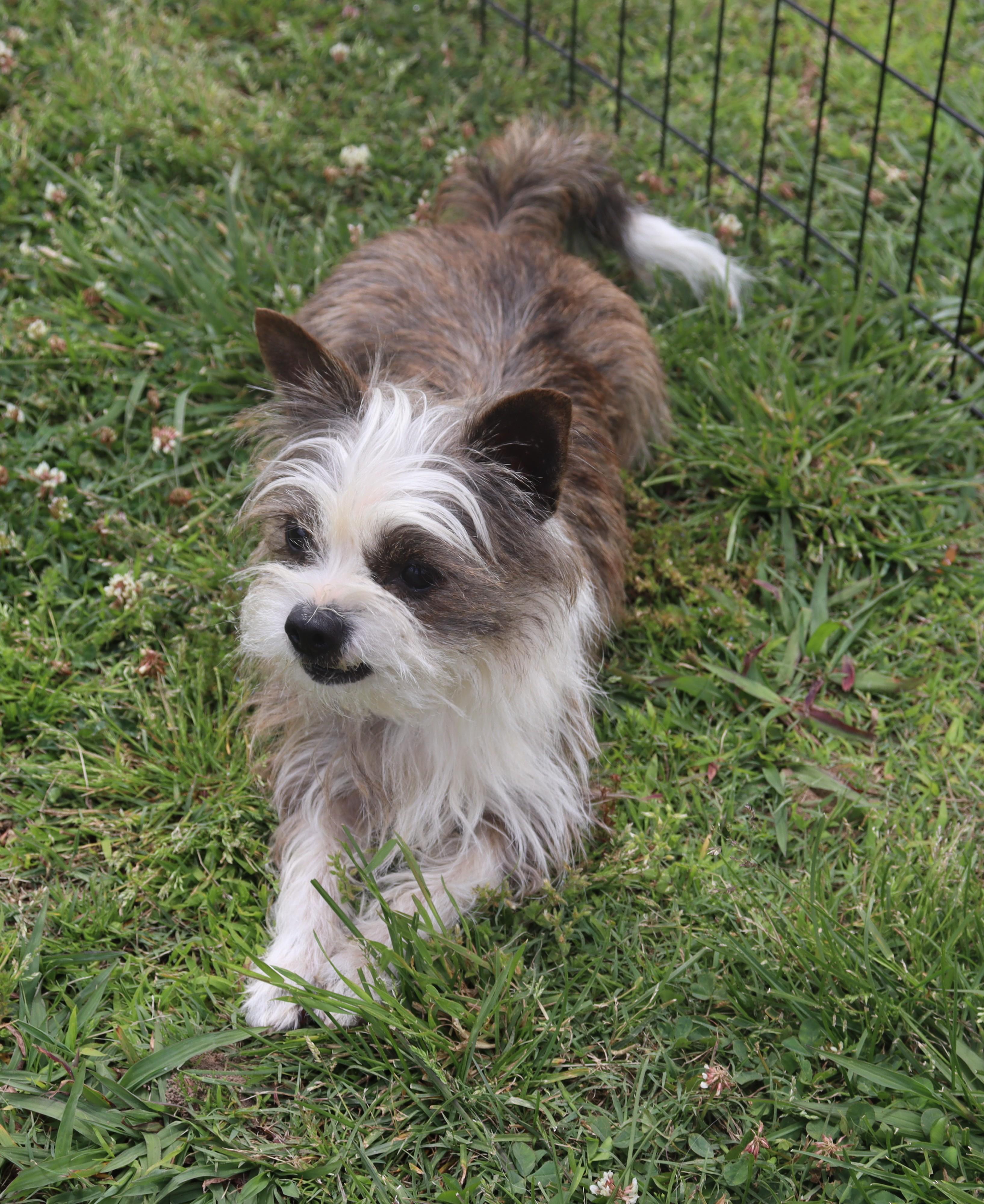 Enlarge Sheiba, an adopted mixed breed in Suffern, NY image 3/4