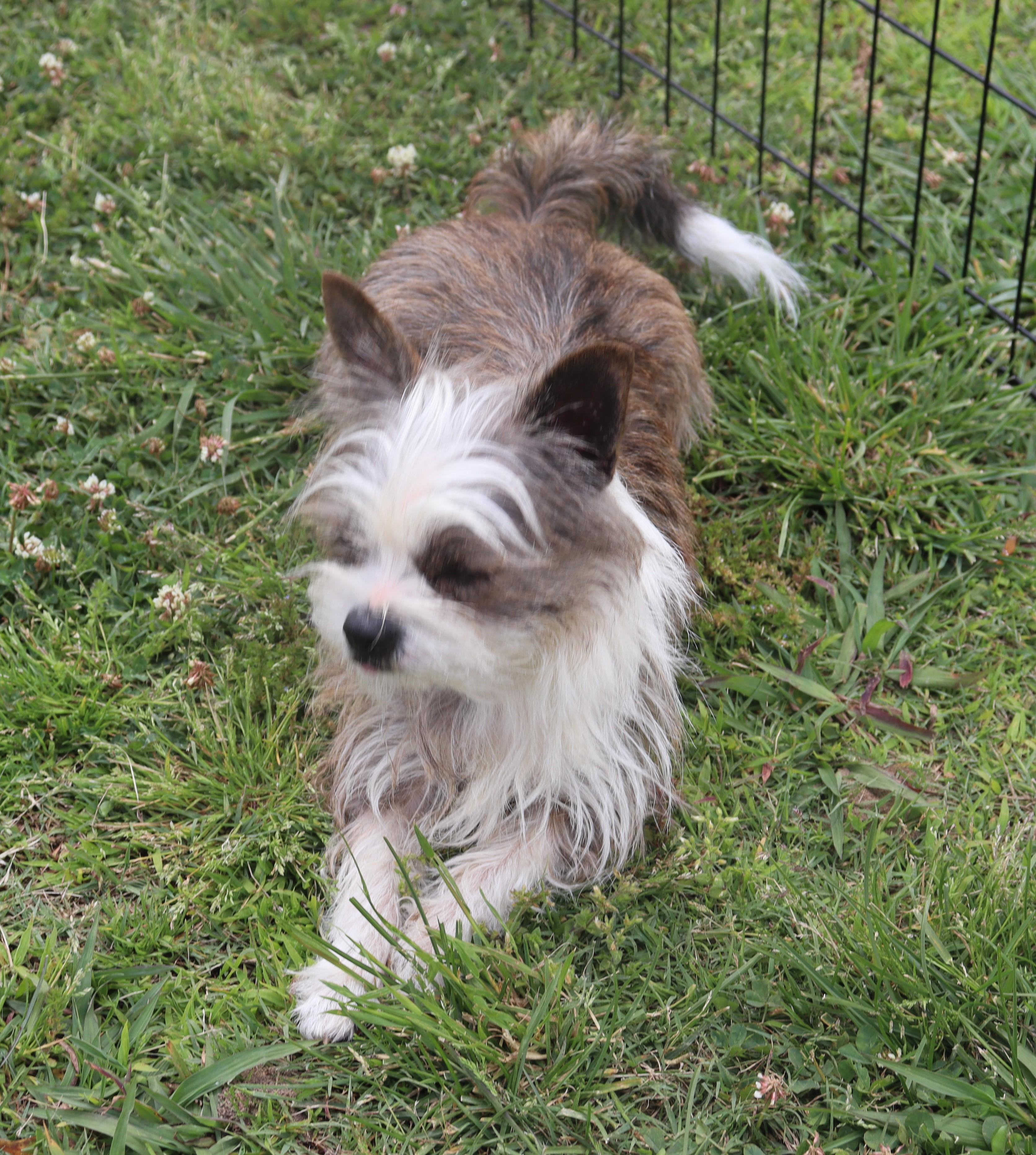 Enlarge Sheiba, an adopted mixed breed in Suffern, NY image 2/4