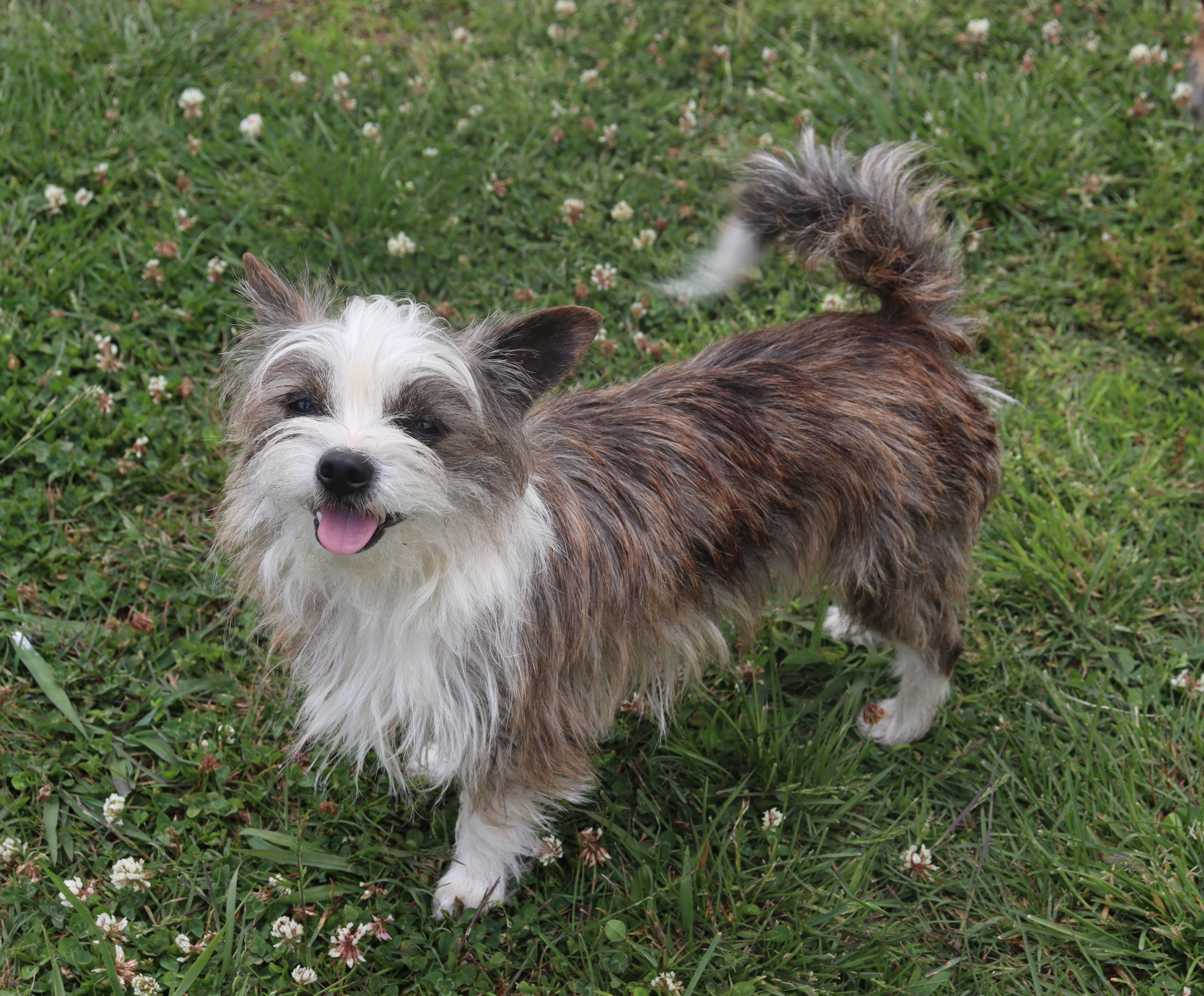 Enlarge Sheiba, an adopted mixed breed in Suffern, NY image 1/4