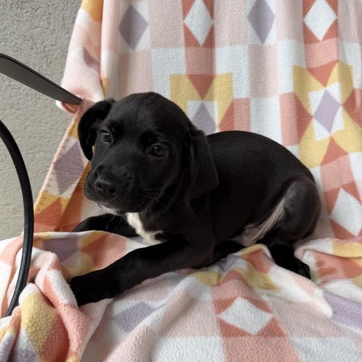 Double Denim, Adoptable, Puppy Male Labrador Retriever & Mixed Breed.