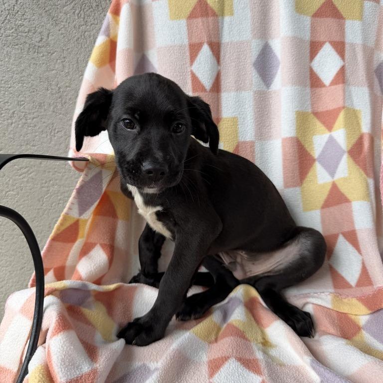Enlarge Double Denim, a Adoptable mixed breed in Carencro, LA image 2/3