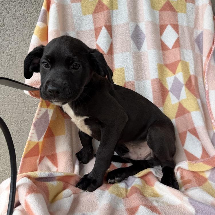 Enlarge Double Denim, a Adoptable mixed breed in Carencro, LA image 3/3